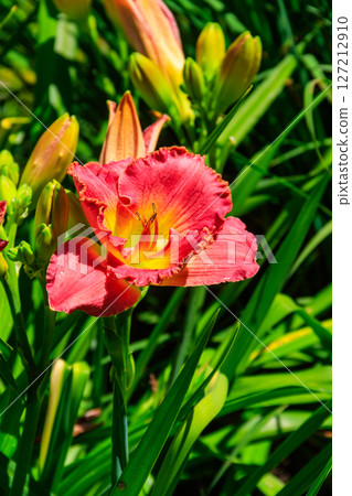 Beautiful daylily in the garden 127212910