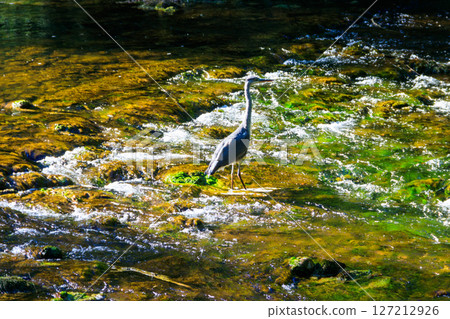 Grey heron (Ardea cinerea) in a river 127212926