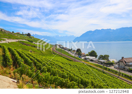 View of the famous Lavaux terraced vineyards, lake Geneva and the Alps in canton Vaud, Switzerland 127212948