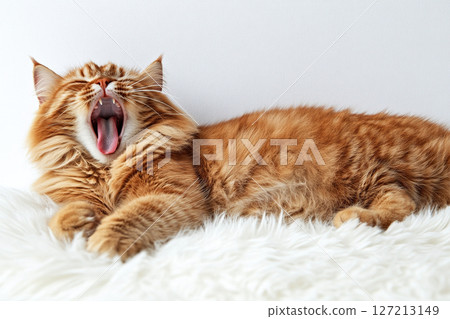 Fluffy ginger cat yawns while lying on a soft white carpet. Generated by artificial intelligence 127213149