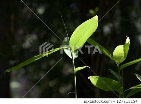 Sasa young leaves Sasa young leaves 127213154