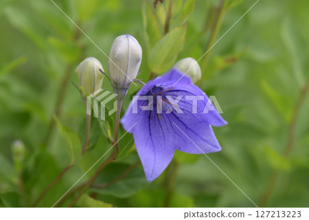 Bellflower 127213223