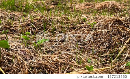 Emerging green sprouts amidst dry hay on a field Emerging green sprouts amidst dry hay on a field 127213360