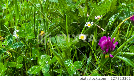 Dew covered greenery with daisies and clover in a lush garden Dew covered greenery with daisies and clover in a lush garden 127213361