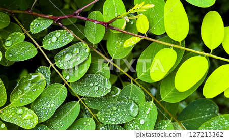 Close up of green leaves with water droplets after rain 127213362