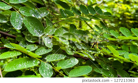Fresh morning dew on lush green leaves in a sunlit forest 127213363