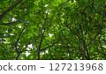 Vibrant green foliage fills the frame, showcasing lush tree branches reaching towards the sky. Perfect background for nature, environment, growth, outdoor themes. Captures tranquility, natural beauty 127213968