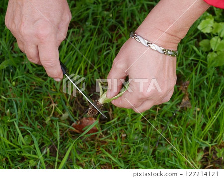 Person is cutting a plant with a pair of scissors 127214121