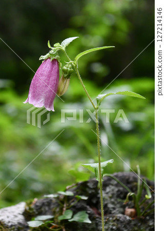 Bellflower 127214146