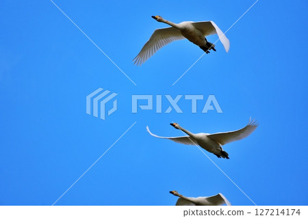 A swan flying in the blue sky 127214174