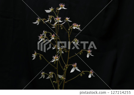 Saxifrage flower on black background Saxifrage flower on black background 127214255