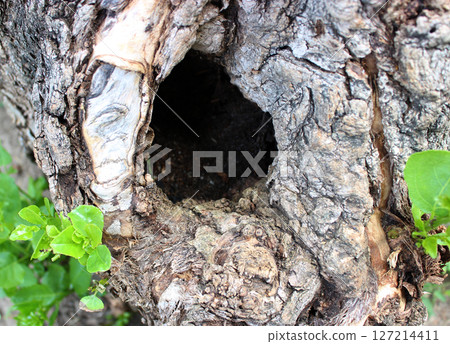 Young shoots around the hollow on the trunk of an old tree 127214411