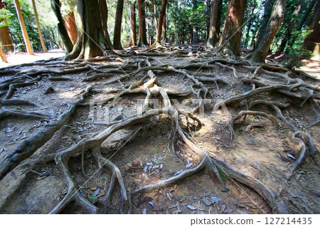 It is said that Ushiwakamaru also trained in military tactics here... Kurama Mountain and Kurama Temple "Kinonemichi" 127214435