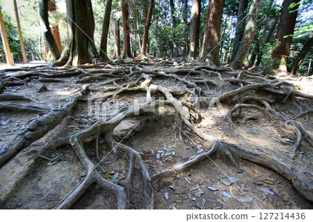 據說牛若丸也曾在這裡修練武藝…鞍馬山與鞍馬寺“木之道” 127214436