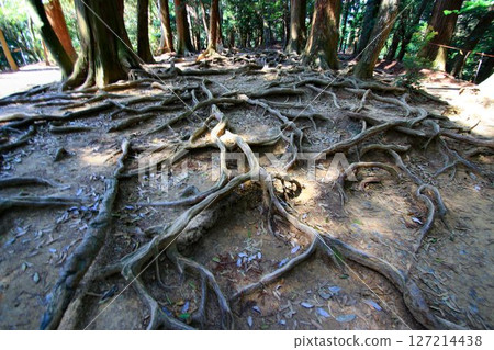 It is said that Ushiwakamaru also trained in military tactics here... Kurama Mountain and Kurama Temple "Kinonemichi" 127214438