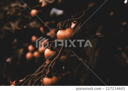 在領域的微型蕃茄 127214603