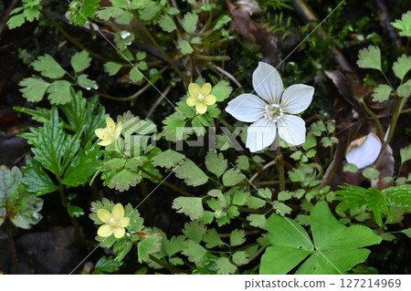 The small pale yellow Japanese oxalis and white mountain wood sorrel flowers blooming along the stream in Akame Valley are beautiful. The small pale yellow Japanese oxalis and white mountain wood sorrel flowers blooming along the stream in Akame Valley are beautiful. 127214969