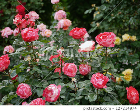 Pink Floribunda hybrid tea roses bloom. Elite English garden rose flowers growing in Rosengarten Volksgarten in Vienna Pink Floribunda hybrid tea roses bloom. Elite English garden rose flowers growing in Rosengarten Volksgarten in Vienna 127214974