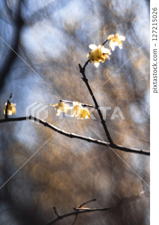 Glittering Wintersweet Glittering Wintersweet 127215026