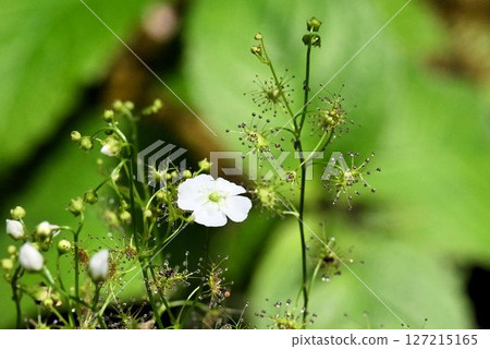 A carnivorous plant with mucilaginous cilia growing from the leaf margins and white flowers found in wetlands west of the Kanto region of Honshu. A carnivorous plant with mucilaginous cilia growing from the leaf margins and white flowers found in wetlands west of the Kanto region of Honshu. 127215165