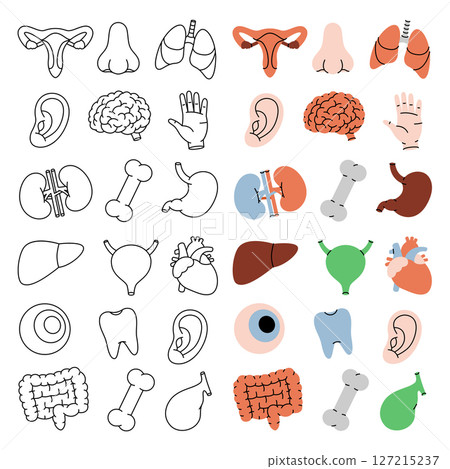 Human organs in vertical banner. Heart, kidneys, gallbladder, intestines, tooth, brain, lungs, stomach, liver, eye, hand, nose, bone, ear, bladder 127215237