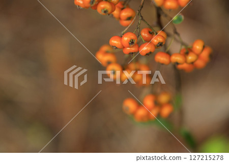 秋季森林風光：橙粉色鈴蘭 127215278