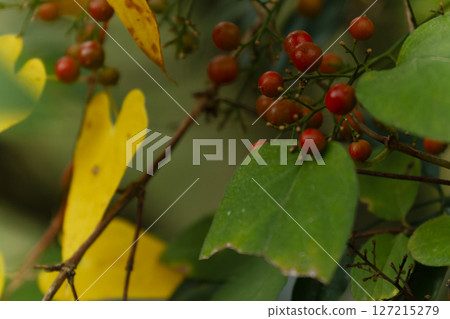 秋季森林風光：紅色的南天竹漿果和黃色的山藥葉 127215279