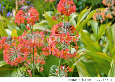 Colourful Candelabra Primulas flowering in a garden 127215304