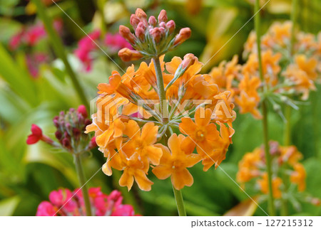 Colourful Candelabra Primulas flowering in a garden 127215312