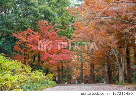 秋季公園的風景,周圍環繞著最美的秋葉 秋季公園的風景,周圍環繞著最美的秋葉 127215420