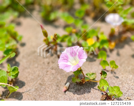 沙灘上盛開的海牽牛花 127215439
