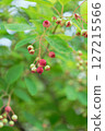 Juneberries, which bear fruit in June 127215566