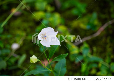 White bellflowers blooming in the grounds of Jojakkoji Temple White bellflowers blooming in the grounds of Jojakkoji Temple 127215622