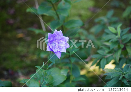Bellflowers blooming in the grounds of Jojakkoji Temple Bellflowers blooming in the grounds of Jojakkoji Temple 127215634
