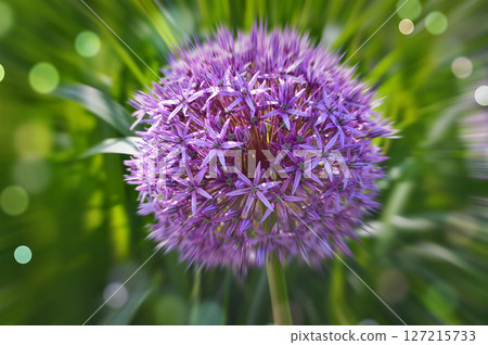 Purple flowers background Purple flowers background 127215733