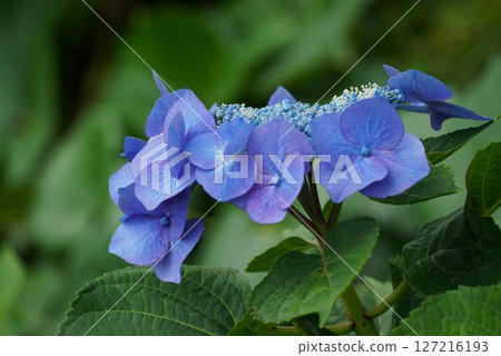 二本松寺繡球花林中盛開的繡球花的特寫 127216193