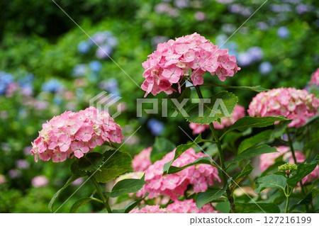 A close-up of hydrangeas blooming beautifully at Nihonmatsuji Hydrangea Forest 127216199