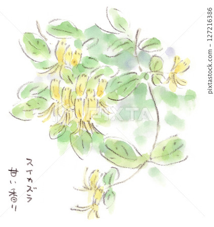 春季植物，花朵由白色變為黃色，金銀花（金銀花）的水彩插圖 127216386