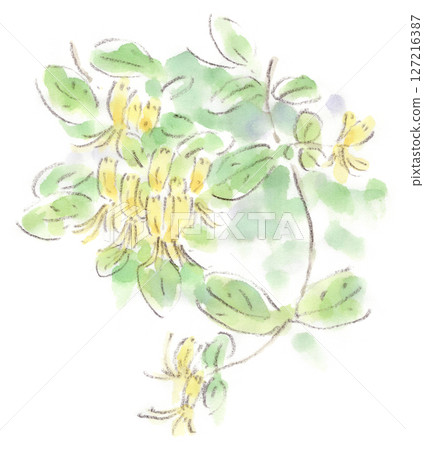 Spring plant, flower that changes from white to yellow, watercolor illustration of honeysuckle (honeysuckle) 127216387