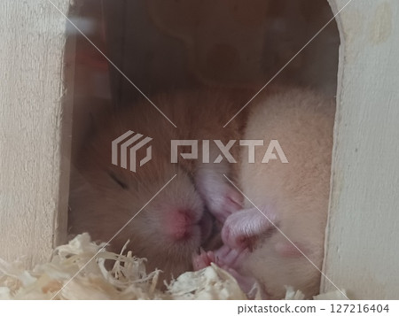 Hamster sleeping in a hut 127216404