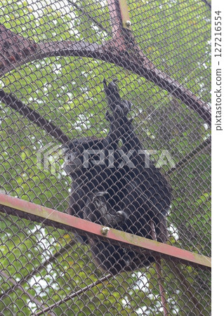 A monkey at the zoo perched on a fence 127216554