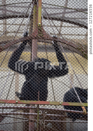 動物園裡的一隻猴子棲息在柵欄上 127216556