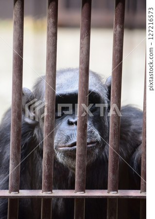 Chimpanzee Chimpanzee 127216573