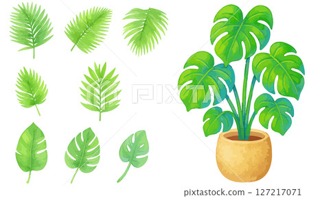 室內植物插畫集 | 溫柔的水彩風格龜背竹與葉子素材 室內植物插畫集 | 溫柔的水彩風格龜背竹與葉子素材 127217071