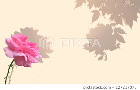 Pink roses and shadow background material | Flower illustration with gentle light and natural atmosphere Pink roses and shadow background material | Flower illustration with gentle light and natural atmosphere 127217073