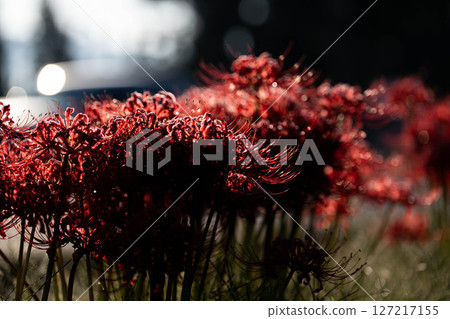 [Autumn material] Red spider lily bathing in the morning sun [Nagano Prefecture] 127217155