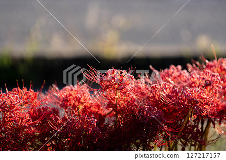 [Autumn material] Red spider lily bathing in the morning sun [Nagano Prefecture] 127217157