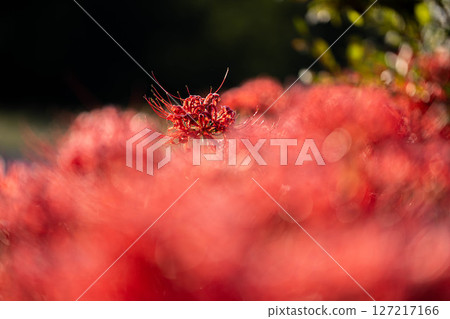 [秋季素材]沐浴在朝陽下的紅蜘蛛百合[長野縣] 127217166