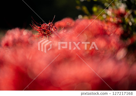 [秋季素材]沐浴在朝陽下的紅蜘蛛百合[長野縣] 127217168