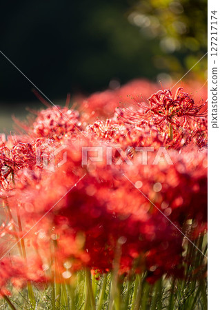 [Autumn material] Red spider lily bathing in the morning sun [Nagano Prefecture] 127217174